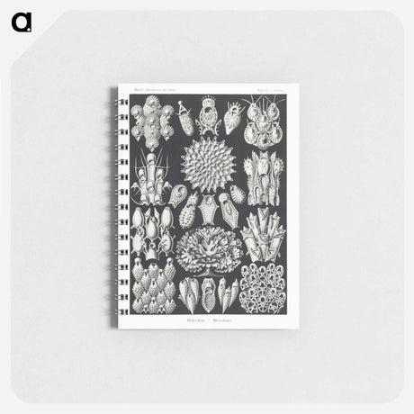 アートメモ帳-Bryozoa–Woostiere - エルンスト ヘッケル Memo.