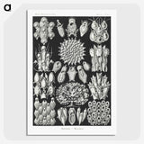 2-87_Ernst-Haeckel_picture-crop