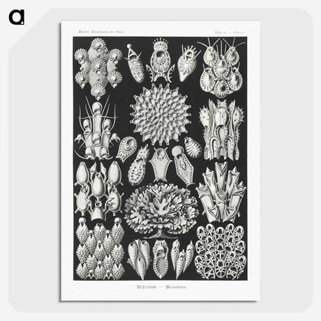 2-87_Ernst-Haeckel_picture-crop