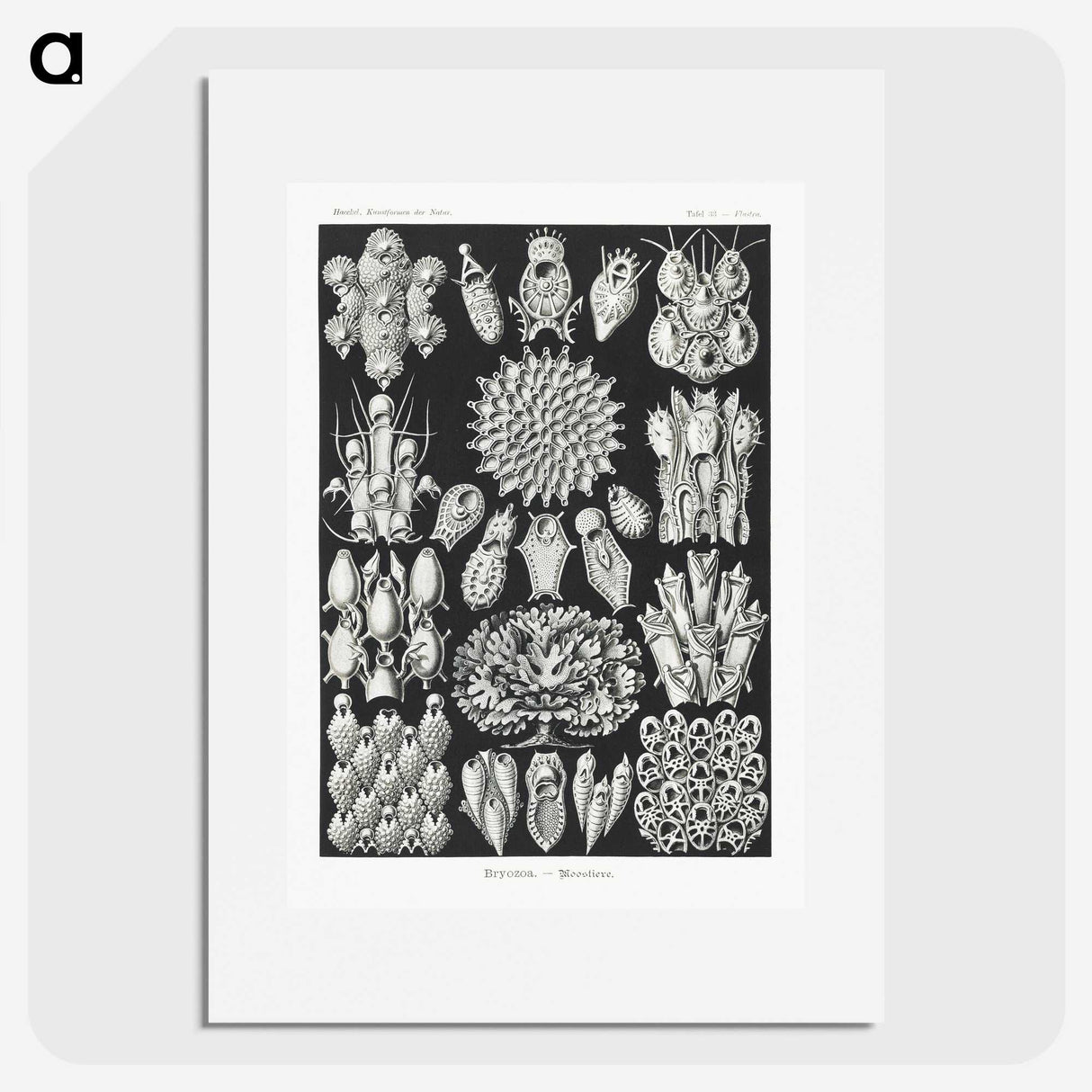 2-87_Ernst-Haeckel_picture