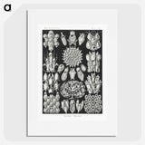 2-87_Ernst-Haeckel_picture