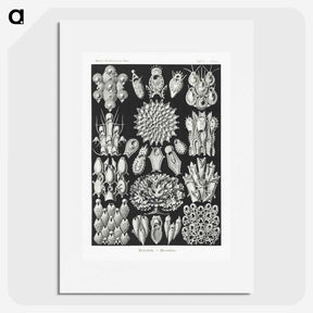 2-87_Ernst-Haeckel_picture