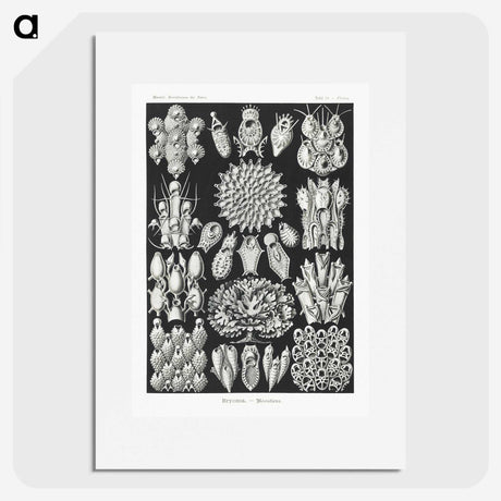 2-87_Ernst-Haeckel_picture