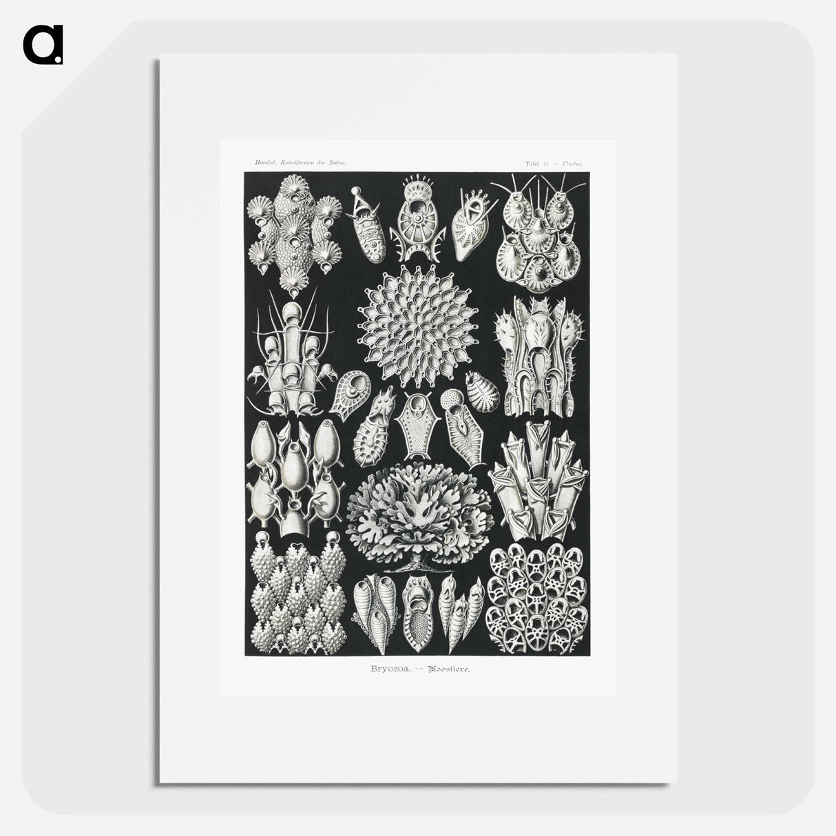 Bryozoa–Woostiere - エルンスト ヘッケル Poster.