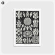 2-87_Ernst-Haeckel_postcard