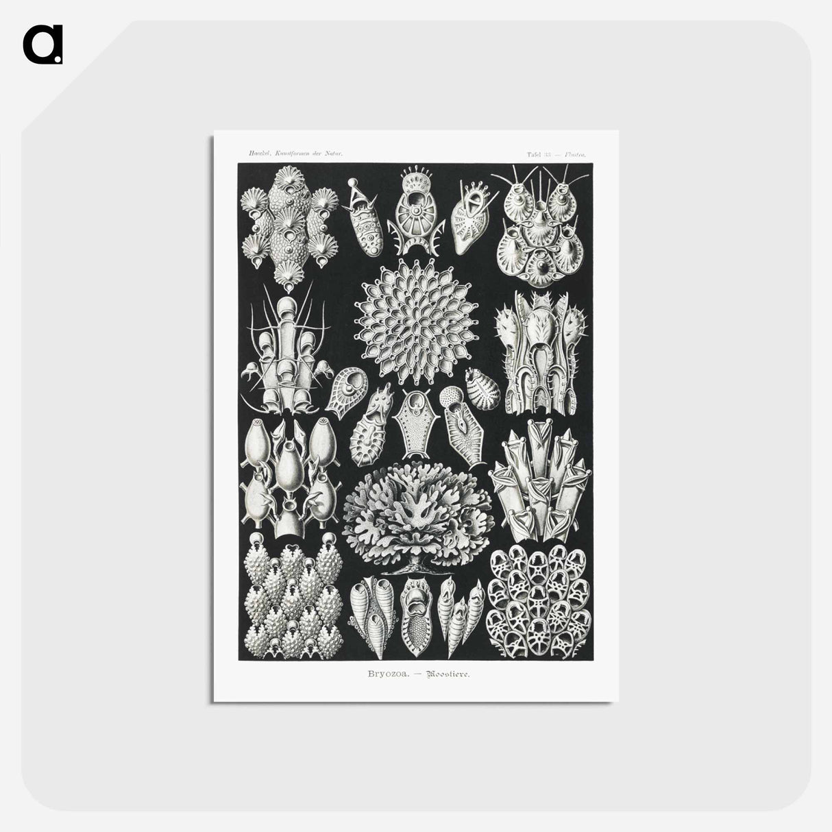 アートポストカード-Bryozoa–Woostiere - エルンスト ヘッケル Postcard.