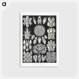 アートポストカード-Bryozoa–Woostiere - エルンスト ヘッケル Postcard.