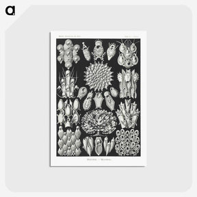 2-87_Ernst-Haeckel_postcard