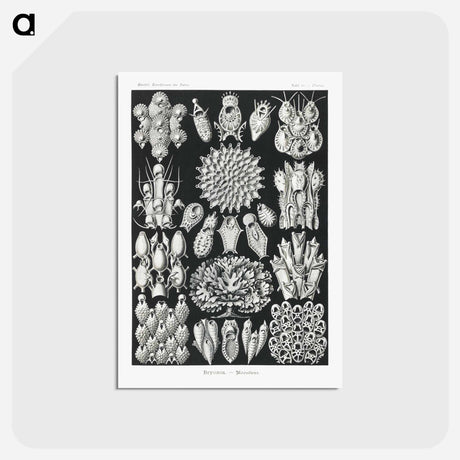 アートポストカード-Bryozoa–Woostiere - エルンスト ヘッケル Postcard.