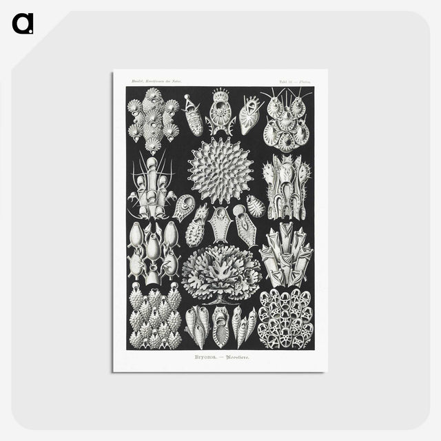 2-87_Ernst-Haeckel_postcard