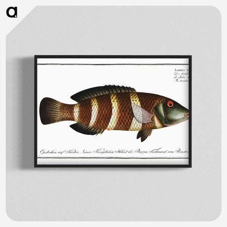 2-87_Ichtyologie-ou-Histoire-naturelle_blk-crop
