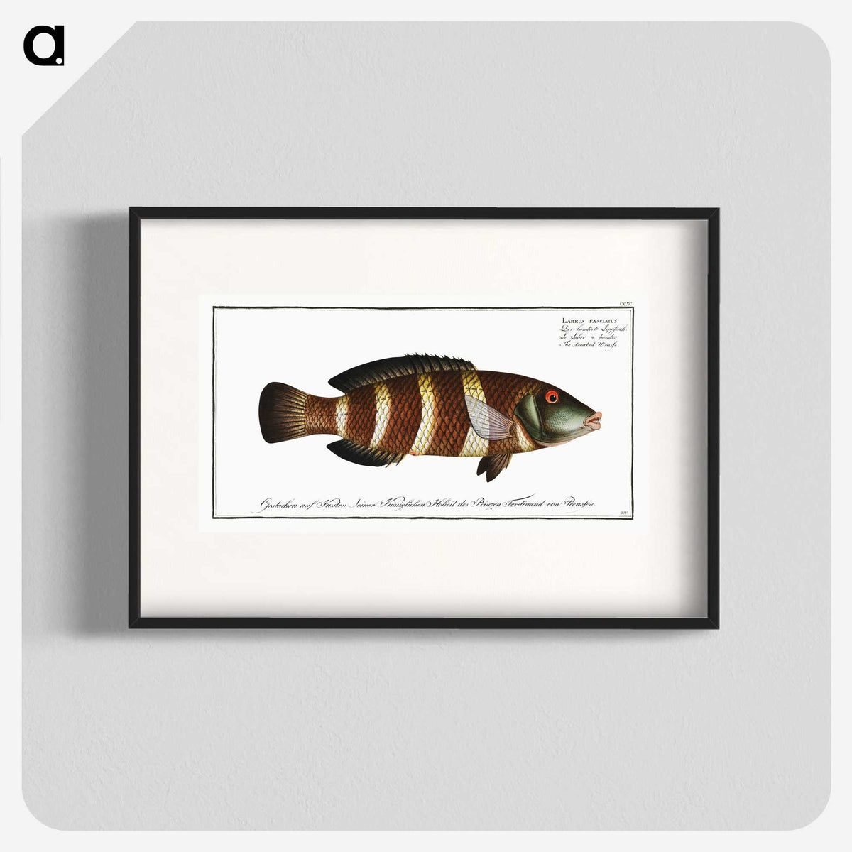 2-87_Ichtyologie-ou-Histoire-naturelle_blk