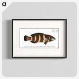 2-87_Ichtyologie-ou-Histoire-naturelle_blk