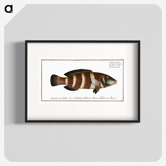 2-87_Ichtyologie-ou-Histoire-naturelle_blk