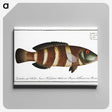 2-87_Ichtyologie-ou-Histoire-naturelle_canvas