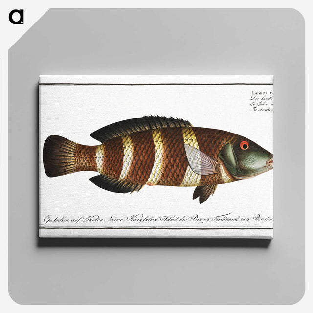 2-87_Ichtyologie-ou-Histoire-naturelle_canvas