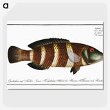 2-87_Ichtyologie-ou-Histoire-naturelle_picture-crop