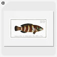 2-87_Ichtyologie-ou-Histoire-naturelle_picture