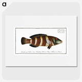 2-87_Ichtyologie-ou-Histoire-naturelle_picture