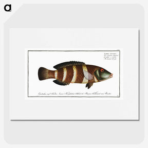 2-87_Ichtyologie-ou-Histoire-naturelle_picture