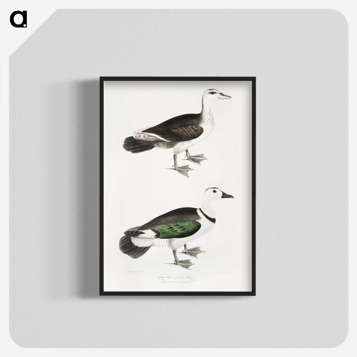2-87_Indian-Zoology_blk-crop