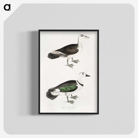 2-87_Indian-Zoology_blk-crop
