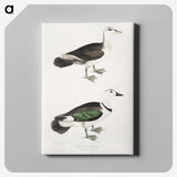 2-87_Indian-Zoology_canvas