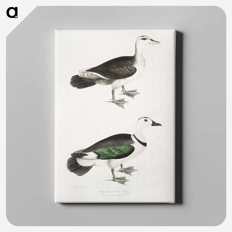 2-87_Indian-Zoology_canvas