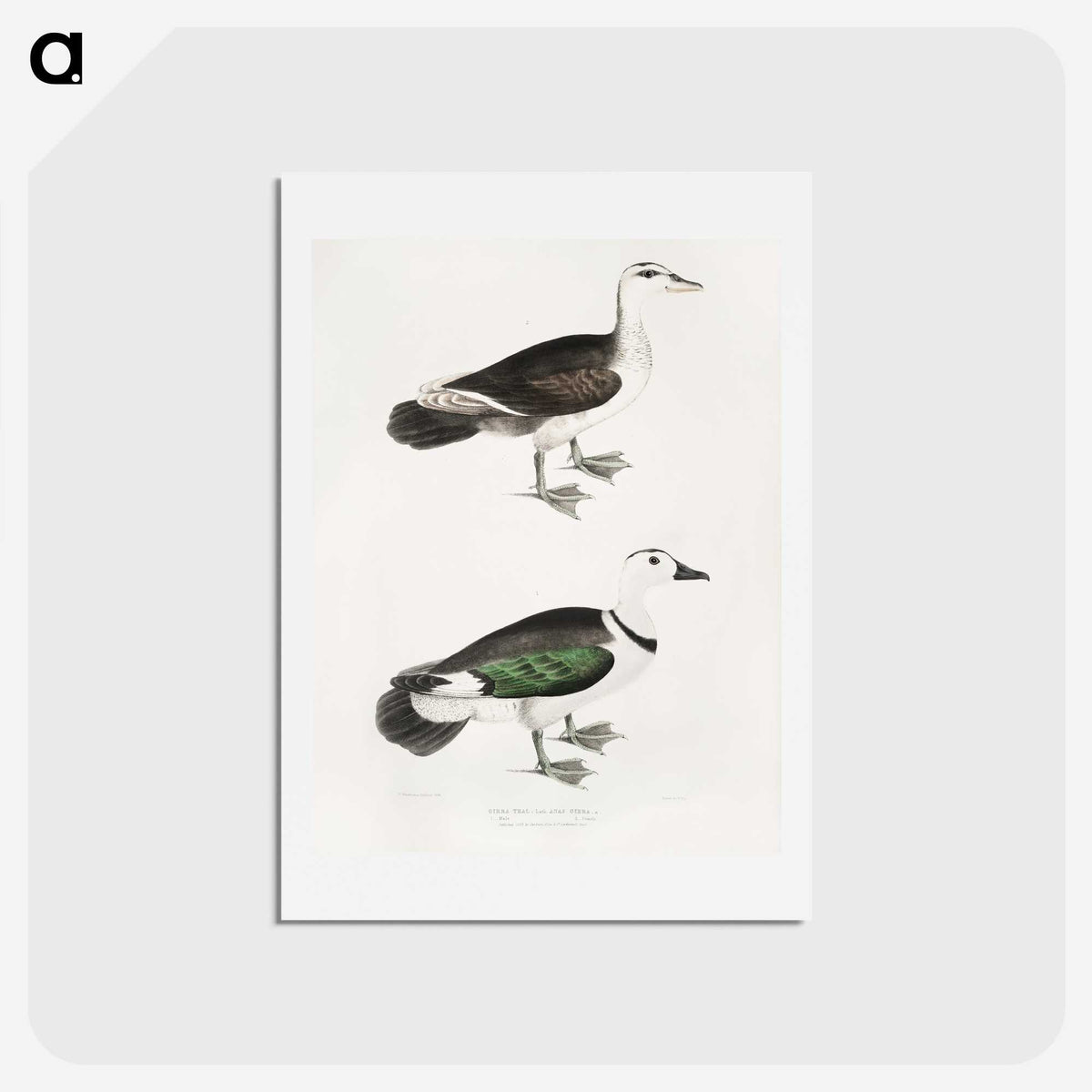2-87_Indian-Zoology_hagaki