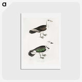 2-87_Indian-Zoology_hagaki