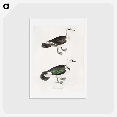 2-87_Indian-Zoology_hagaki
