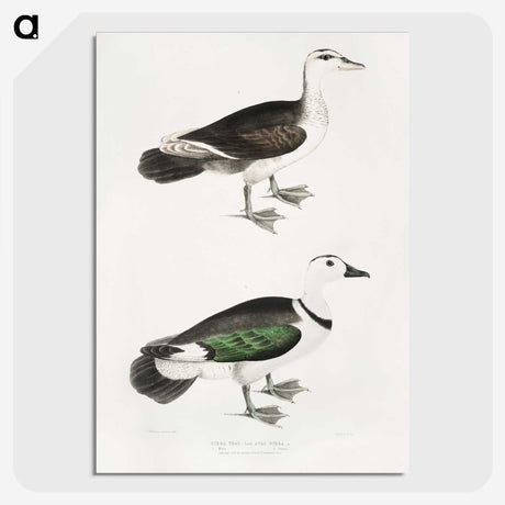 2-87_Indian-Zoology_picture-crop