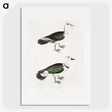 2-87_Indian-Zoology_picture