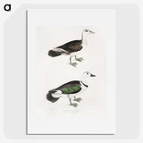 2-87_Indian-Zoology_picture