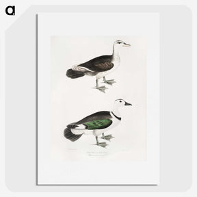 2-87_Indian-Zoology_picture