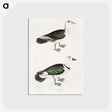 2-87_Indian-Zoology_postcard