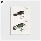 2-87_Indian-Zoology_postcard