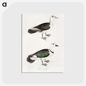 2-87_Indian-Zoology_postcard