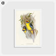 アートポストカード-Yellow-bellied Parakeet
 - ジョン グールド Postcard.