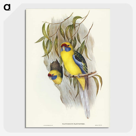 2-87_John-Gould_picture-crop