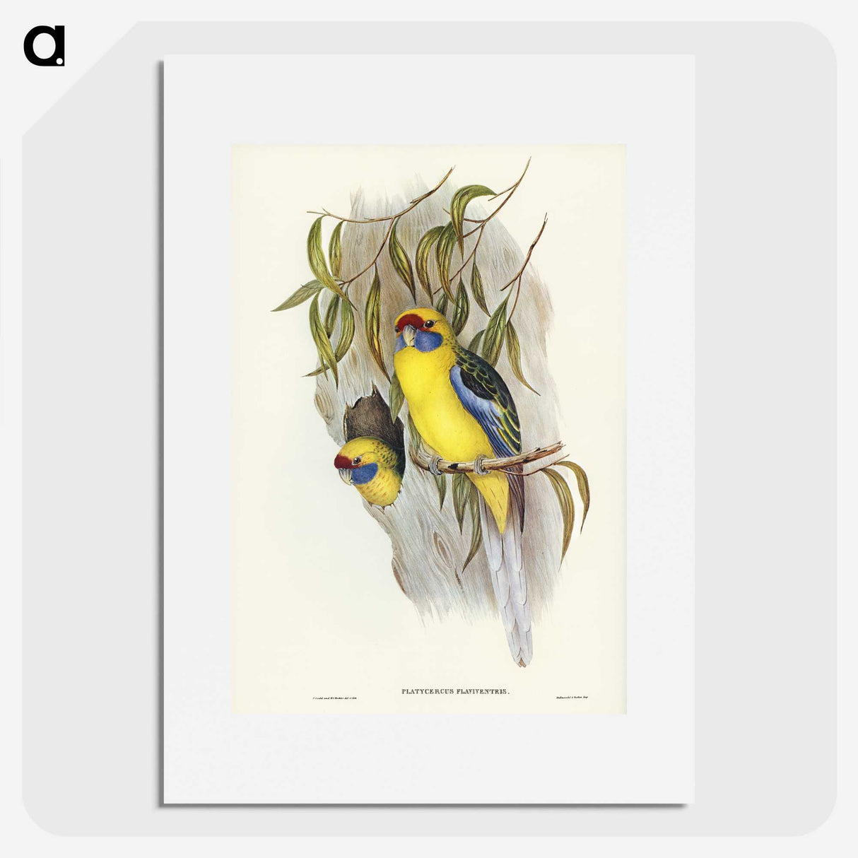 2-87_John-Gould_picture