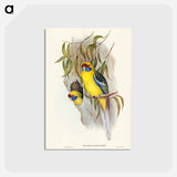 アートポストカード-Yellow-bellied Parakeet
 - ジョン グールド Postcard.