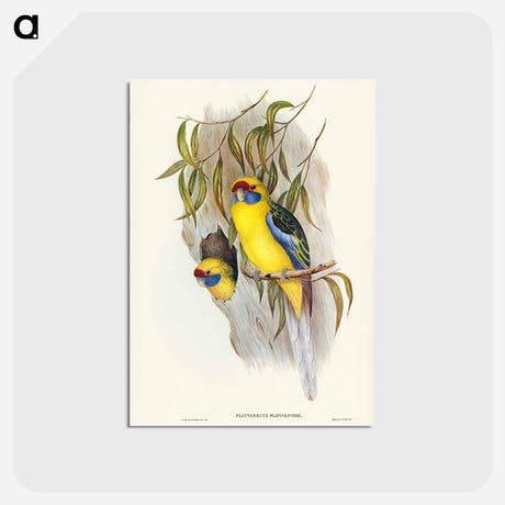 アートポストカード-Yellow-bellied Parakeet
 - ジョン グールド Postcard.