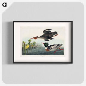 アートポスター-Red-breasted Merganser
 - ジョン ジェームス オーデュボン Poster.