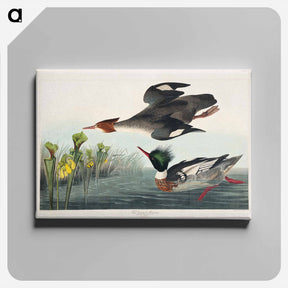 アートパネル-Red-breasted Merganser
 - ジョン ジェームス オーデュボン Canvas.