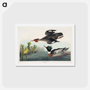 アートポストカード-Red-breasted Merganser
 - ジョン ジェームス オーデュボン Postcard.