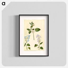 アートポスター-Rosa and Syringa vulgaris
 - マリア ジビーラ メーリアン Poster.