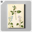 アートパネル-Rosa and Syringa vulgaris
 - マリア ジビーラ メーリアン Canvas.