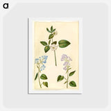 アートポストカード-Rosa and Syringa vulgaris
 - マリア ジビーラ メーリアン Postcard.