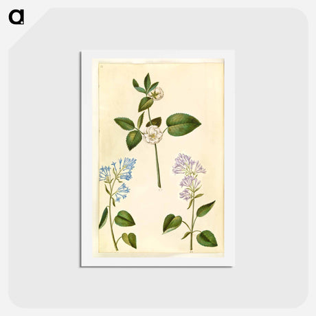 アートポストカード-Rosa and Syringa vulgaris
 - マリア ジビーラ メーリアン Postcard.